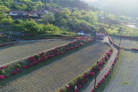 青野山の湧水と朝晩の寒暖差が育んだ棚田の甘～い米「コシヒカリ」(白米5kg×2袋)(令和7年産)【1524992】