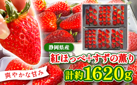
            ＜2026年発送＞静岡県産いちご「紅ほっぺ+すずの薫り」6パック 約1.6kg(約270g×6)_いちご イチゴ 苺 箱入り 食べ比べ セット 果物 フルーツ ギフト 送料無料 静岡県 掛川市【1127879】
          