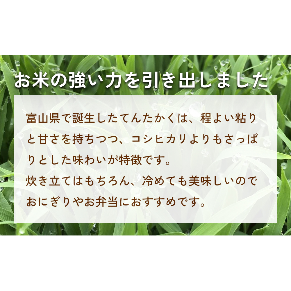 ＜先行予約＞ 令和7年産 富山県氷見産 てんたかく白米 5kg ＜2025年9月以降順次発送＞ 富山県 氷見市 米 てんたかく