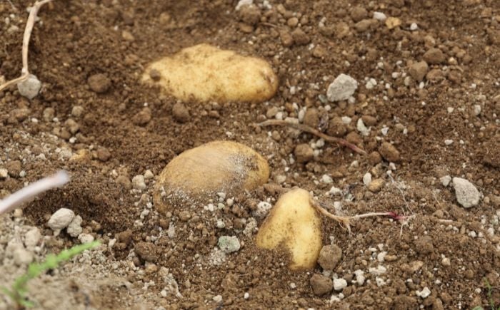  厚真ファームが低農薬にこだわり、丹精込めてつくった「メークイン」