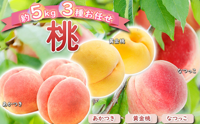 
            桃 約5kg 3種お任せ あかつき なつっこ 黄金桃 果物 もも 3種類 白桃 黄桃 産地直送 長野県 小諸市[№5915-1114]
          