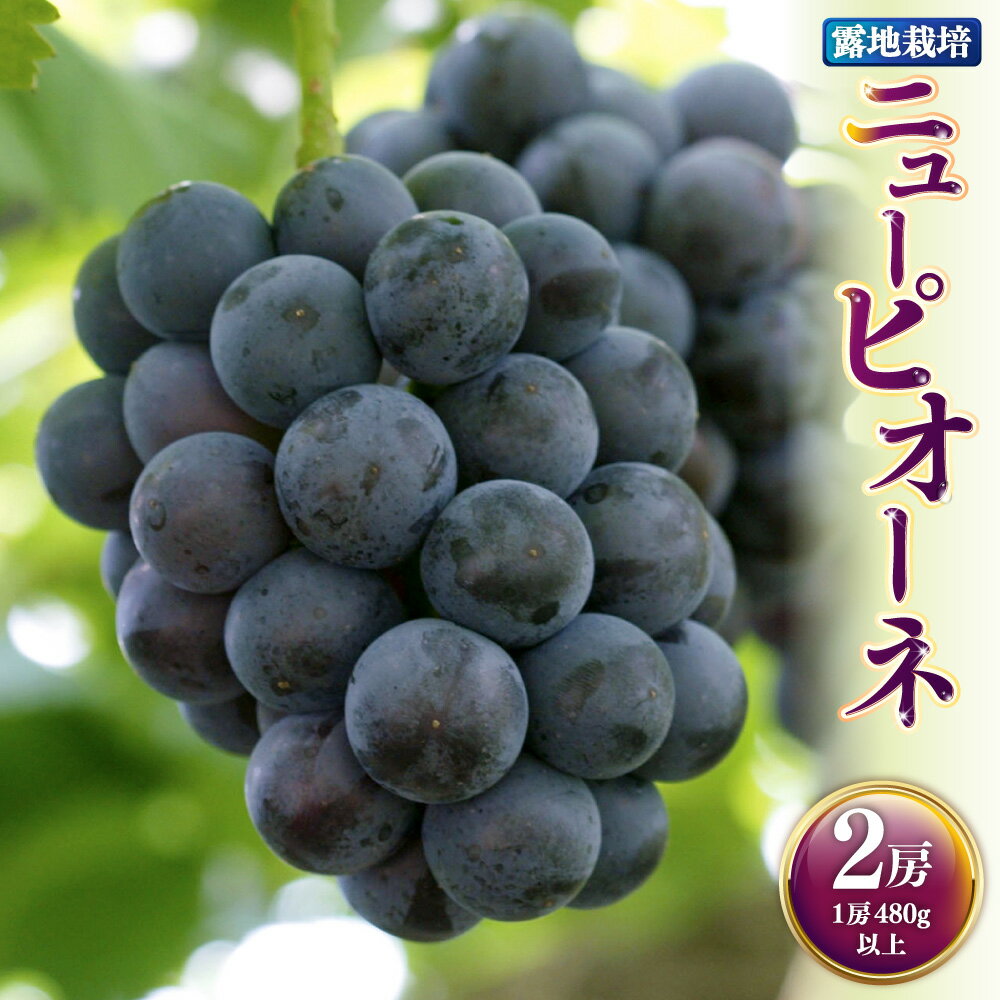 【ふるさと納税】ニューピオーネ 2房（1房480g以上） 計960g以上 露地栽培 ぶどう ブドウ 葡萄 フルーツ くだもの 果物 果実 デザート 冷蔵 岡山県産 国産 岡山県 美咲町 送料無料 【2026年9月上旬～10月下旬発送予定】