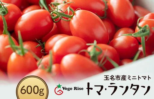 ミニトマト 生産量 日本一 玉名市 !！ 「 トマ・ランタン 」 約 600g |  ミニトマト トマト 熊本県 玉名市