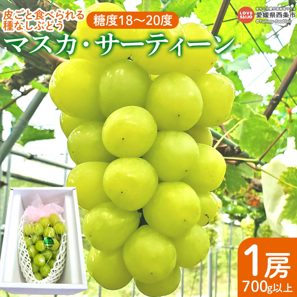 【ふるさと納税】＜皮ごと食べられる種なしぶどう「マスカ・サーティーン」1房＞ ※2025年9月上旬から順次出荷します。マスカット 新品種 ブドウ 葡萄 種無し 糖度18〜20度 大粒 さわやかな風味 甘味 成熟 スイーツ 果物 フルーツ 鴻上農園 愛媛県 西条市【冷蔵】