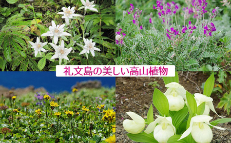 【礼文島リボンプロジェクト】波声（泡盛）30度 600ml×1本 波声（泡盛）43度 600ml×1本