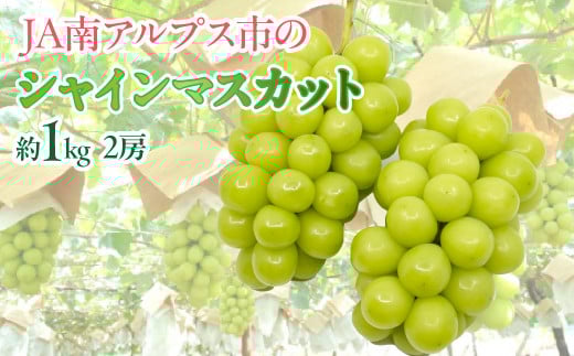 ★日本テレビ「ZIP！」で取り上げられました！★【2025年度先行予約】シャインマスカット 2房 約1kg  ALPAA055| 山梨 山梨県 ぶどう 葡萄 ブドウ マスカット  フルーツ くだもの 果物 高級 新鮮 産地直送 贈答 ギフト 2025年 |