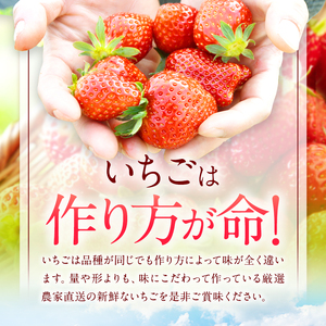 イチゴ 生産量 西 日本一 ‼ 厳選農家直送 いちご ゆうべに 約 1000g | フルーツ 果物 くだもの 苺 いちご  熊本県 玉名市