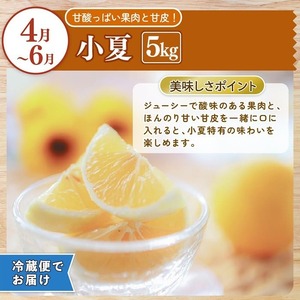 【定期便2回】土佐文旦 小夏 の柑橘フルーツ10