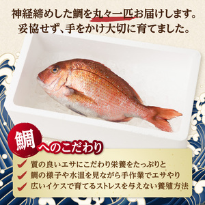 渡邊水産 穂州鯛（下処理なし）【予約受付：4月以降順次配送】