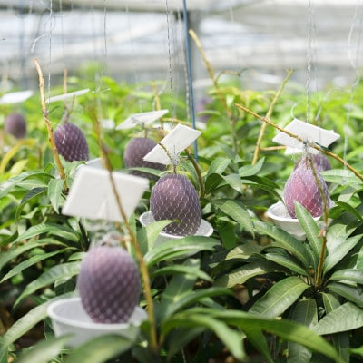 【2026年発送・糖度12度以上保証】頑固おやじのこだわりマンゴー大玉2kg～2.2kg(4～5玉)【配送不可地域：離島】