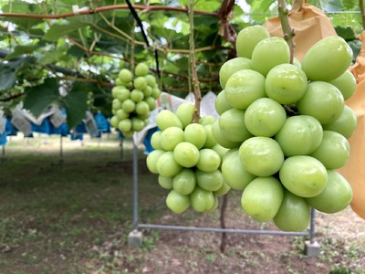 【2回定期便】先行予約 清水果樹園のフルーツ定期便 不知火 約4.5kg シャインマスカット 約1.2kg 計5.7kg 【2026年3月上旬・7月下旬～8月中旬発送予定】