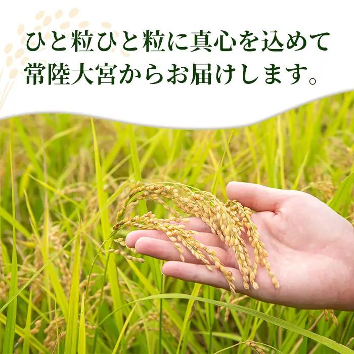 米 ゆめひたち 5kg 令和7年 【米】【ho1697】