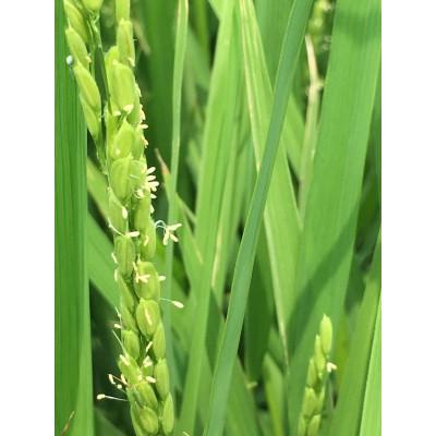 ふるさと納税 鶴岡市 【令和6年産】米の里の特別栽培米雪若丸6kg　A06-004 |  | 03