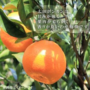 【先行予約：2026年1月下旬より発送】 訳あり みかん 5kg M～2L ポンカン ミカン 果物 国産 フルーツ 柑橘 数量限定 静岡県産 蜜柑 大小 ミックス 不揃い ビタミン 美味しい 静岡県 