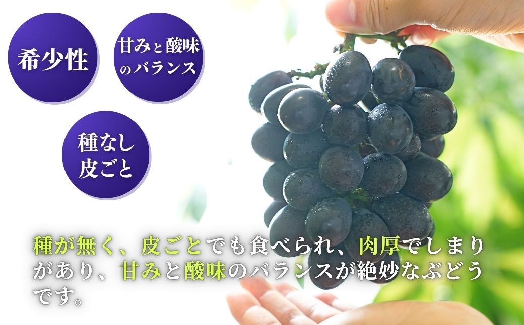 《先行予約》 ぶどう 稀少!数量限定「高尾」黒系ぶどう 約2kg 種無し 種が無い 皮ごと食べられる 希少品種 数量限定 2キロ 葡萄 ブドウ 黒ぶどう 種なし レア 果物 フルーツ 肉厚 甘い 濃厚