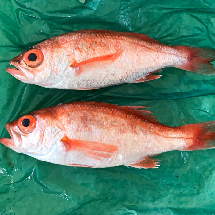 【ふるさと納税】のどぐろ あかむつ ノドグロ 2尾 200～250g 魚 さかな 旬 国産 高級魚 地魚 水揚げ直後 新鮮 冷蔵 ノンフローズン お取り寄せ 季節限定 大田市