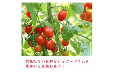 完熟ミニトマト シュガープラムギフト Cセット (500g×2パック、130g×2パック) [0232]