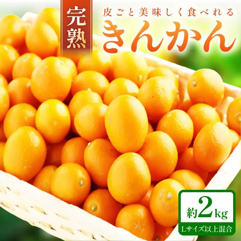 完熟きんかん/金柑 約2kg 和歌山産≪先行予約2027年2月頃より順次発送分≫【1183-1】