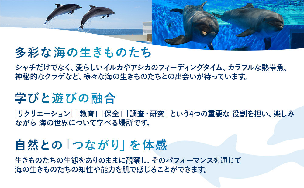 神戸須磨シーワールド（水族館）入館券　３枚セット（有効期限：2026年10月1日～2027年3月31日）