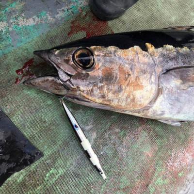 ふるさと納税 泉大津市 フルボ250g　おすすめカラー　2本セット |  | 03