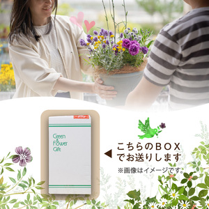 【母の日ギフト】お母さんへのプレゼントに！カーネーション（鉢花）【配送不可地域：北海道・東北・九州・沖縄・離島】【009D-054】
