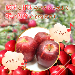 【2024年10月上旬発送 先行予約】樹上熟成　秋映 5kg