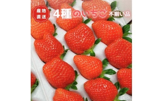 
                  あま～い完熟いちご！【不揃い】選べる容量・発送回数：1kg／400g 単発便／3か月定期便
                