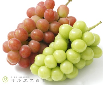 クール配送 加温ハウス サンシャインレッド シャインマスカット 合計1.2kg以上【2026年発送】（MS）D-162 サンシャインレッド シャインマスカット フルーツ