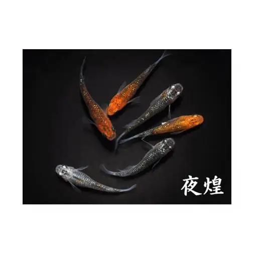 メダカ「夜煌（やこう）」2ペア