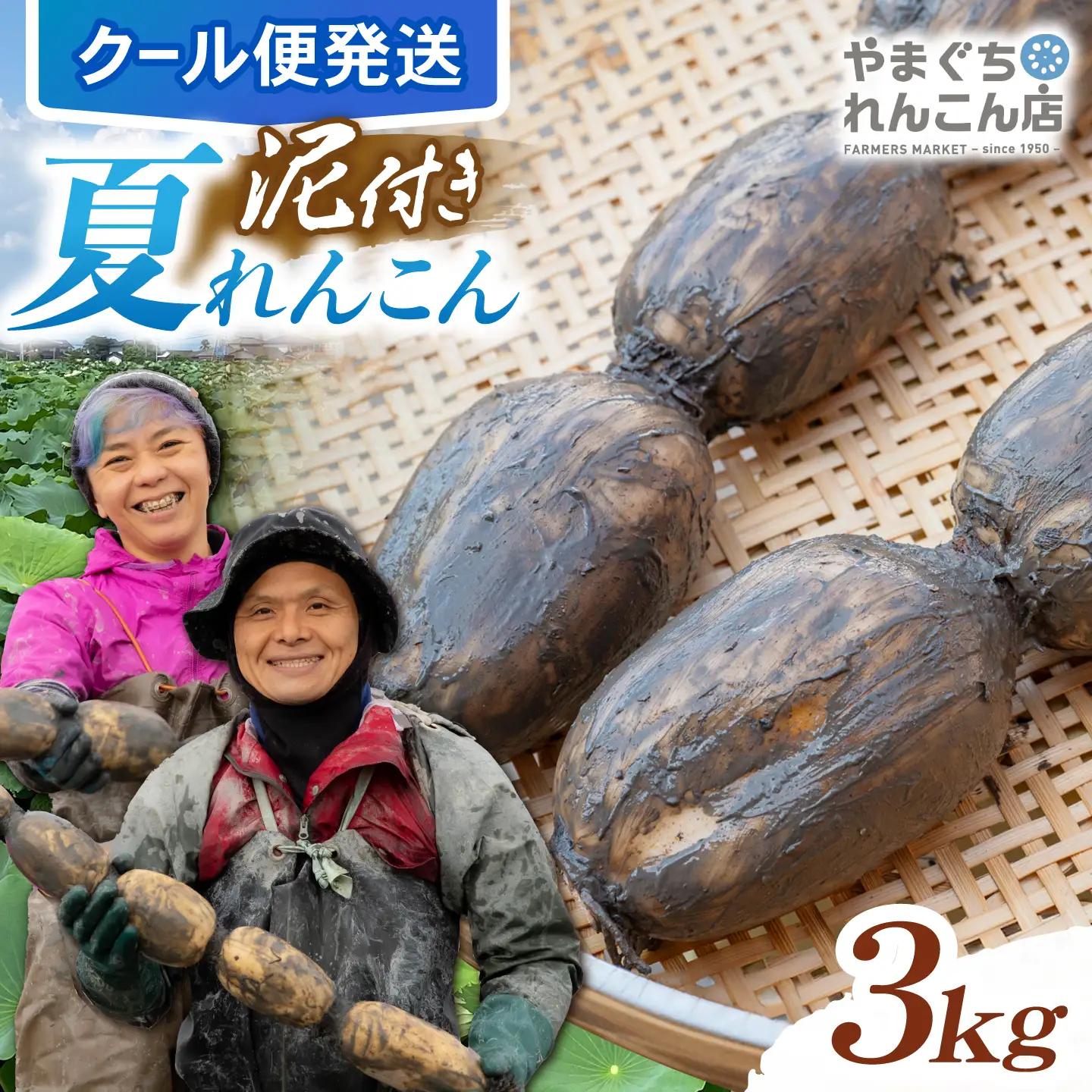 【先行予約 2026年9月～発送】白石れんこん 約3kg / れんこん [ICT001]