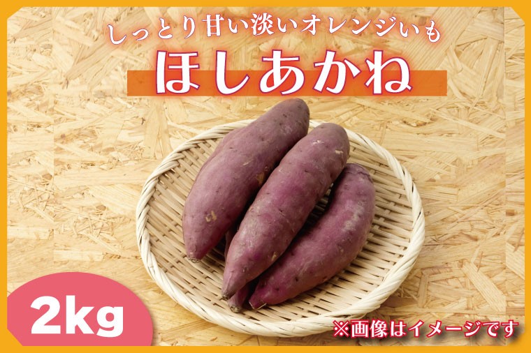 
                  【2025年11月より順次発送】2025年度産 しっとり甘い淡いオレンジいも ほしあかね 約2kg｜さつまいも 芋 お芋 ほしあかね 渋谷農園 先行予約 茨城県 行方市(BZ-59)
                