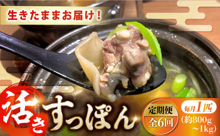 【全6回定期便】生きたまま届く最高級食材！安心安全な国産！ 江田島育ちのすっぽん 【活き】料理 人気 美容 健康 ギフト 広島県産 江田島市/平井興産株式会社[XAC011]定期便すっぽんスッポン海鮮魚介類すっぽん