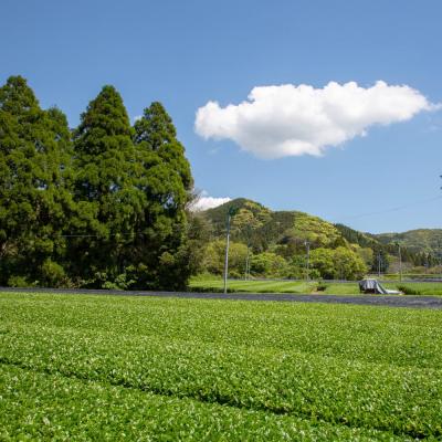 ふるさと納税 南さつま市 【鹿児島県産緑茶】★2025年新茶★ かせだみどり(80g×5袋) |  | 03
