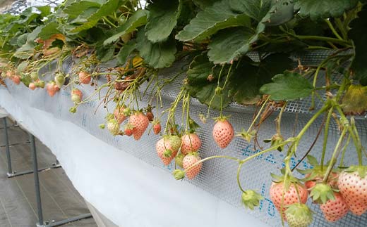 ＜訳あり品＞ 群馬県産白イチゴ「淡雪」(各220g以上×4パック)【2026年3月1日〜5月15日発送】 小粒 訳あり 白いちご 淡雪 群馬県産 苺 イチゴ 淡雪 詰合せ 果物 フルーツ 食品 F21