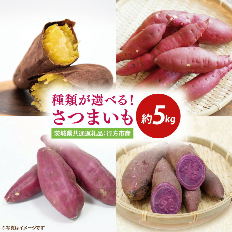 【ふるさと納税】【先行予約】【種類が選べる】紅あずま・べにはるか・シルクスイート・紫芋 約5kg（茨城県共通返礼品：行方市産）※2025年12月上旬～2026年3月下旬頃に順次発送予定（CD084）