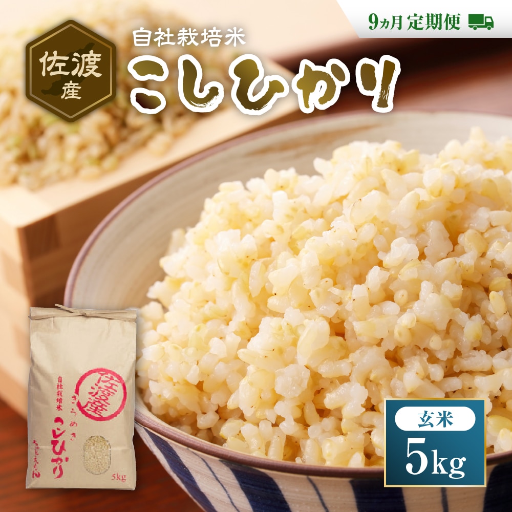 自社栽培米佐渡産こしひかり（玄米5kg）９カ月定期便