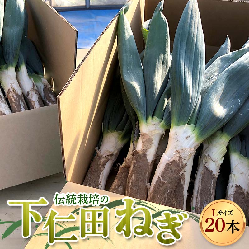 【ふるさと納税】伝統栽培の下仁田ねぎ。寒い冬に最高のすき焼きを♪（Lサイズ 20本） とろける 甘い ねぎ ネギ 王様ねぎ 殿様ねぎ 特産 栄養たっぷり ブランド 上州ねぎ すきやき 野菜 F21K-623