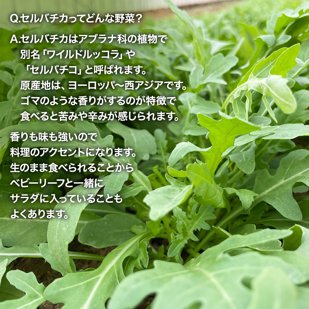つくばみらい市 で栽培した セルバチカ ( ワイルドルッコラ ) 500g サラダ さらだ ルッコラ ハーブ 新鮮 国産 辛い セルバチコ ベビーリーフ イタリア野菜 イタリア料理 イタリアン パスタ