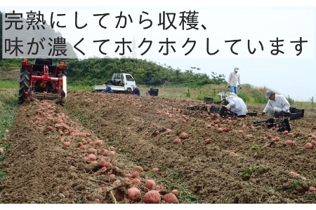 有機ジャガイモ　農薬不使用　有機JAS認証　季節限定（6月，7月，8月発送）旬野菜 2132 オーガニック　無農薬　化学肥料不使用　完熟で収穫するので甘みが豊富　じゃがいも　馬鈴薯　ばれいしょ