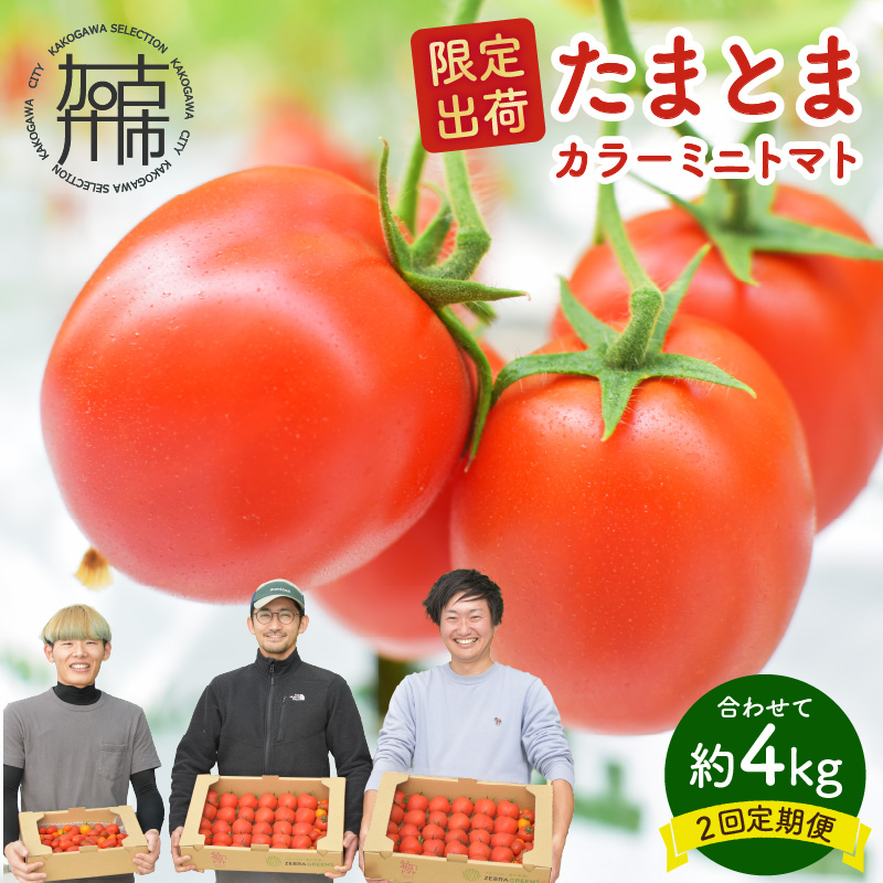 【限定出荷】"たまとま"＋カラーミニトマト(約4kg)[定期便2回]《 野菜 トマト ミニトマト カラートマト 定期 定期便 2回 送料無料 おすすめ 美味しい セット とまと ふるさと納税 》【24