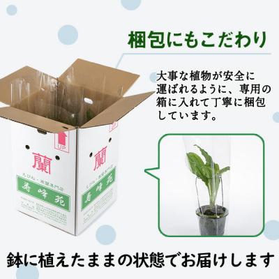 ふるさと納税 いちき串木野市 【個数限定】寿峰苑特選えびね蘭　店主おすすめ標準Bコース |  | 01