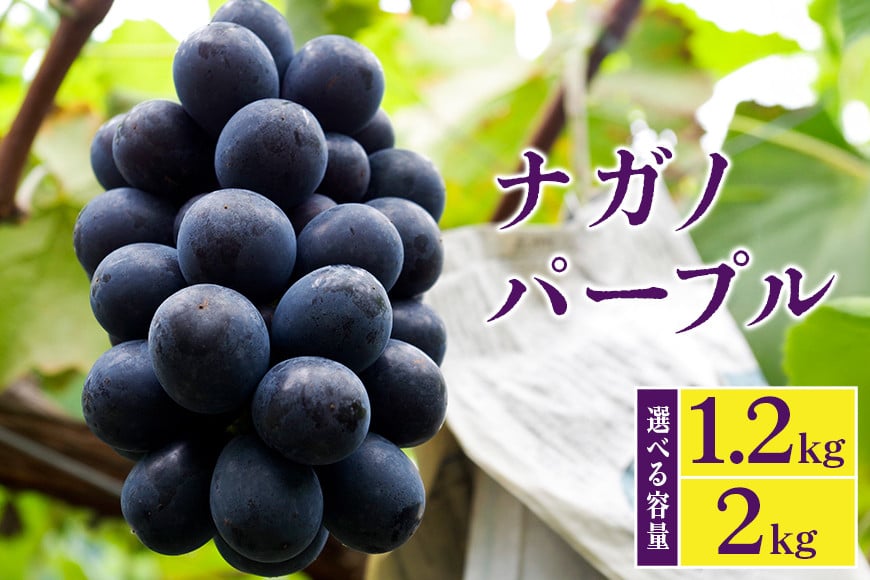 
            【 2026年 先行予約 】 ナガノパープル 1.2kg 2kg 選べる 開田ぶどう園 3房 ～ 4房 5房 ～ 7房 ぶどう ブドウ 国産 果物 くだもの 葡萄 フルーツ 1.2キロ 1kg 以上 8月 下旬 9月 発送 夏 秋 旬 品種 茨城県産 産地直送 産直 農家直送 冷蔵 茨城県 石岡市 (A01-sku-011)
          