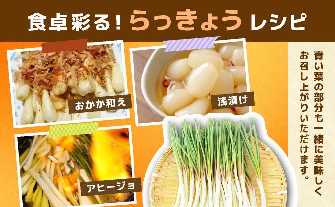 ≪2026年2月下旬～5月下旬発送≫採れたて島らっきょう 500g 【 沖縄県 石垣市 野菜 らっきょう 島らっきょう おつまみ 採れたて 料理 漬物 天ぷら おかぴ農園 産地直送 】OK-01 50