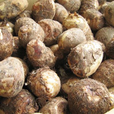 ふるさと納税 庄内町 【R8.11月中旬より順次発送】庄内産 土付き里芋 5kg(入金期限:2026.12.10) |  | 01