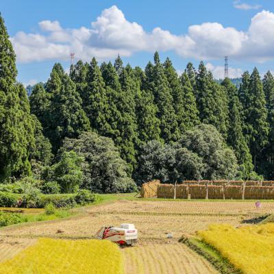 ふるさと納税 十日町市 生産農家直送!生産地・生産者限定魚沼産コシヒカリ「イネノハ」精米(3kg×1袋) |  | 03