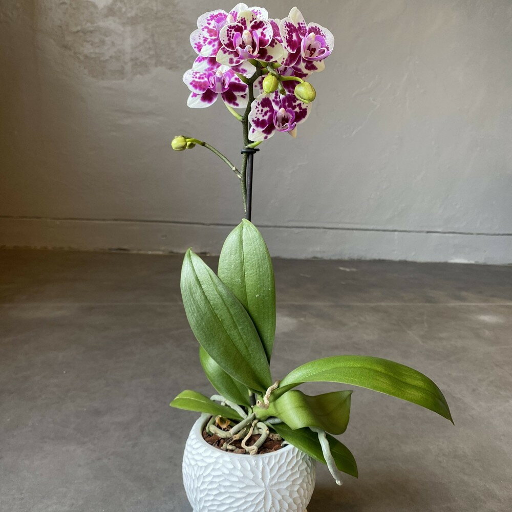 【ふるさと納税】ミニ胡蝶蘭