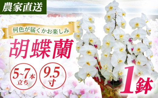 【5〜7本立ち9.5寸】生産農家直送！ 胡蝶蘭 1鉢 洋蘭 蘭 鉢植 花 フラワー 植物 こちょうらん コチョウラン お花 生花 鉢花 鉢 ギフト プレゼント 【足柄金太郎洋蘭園】開成町 [BDAB014]