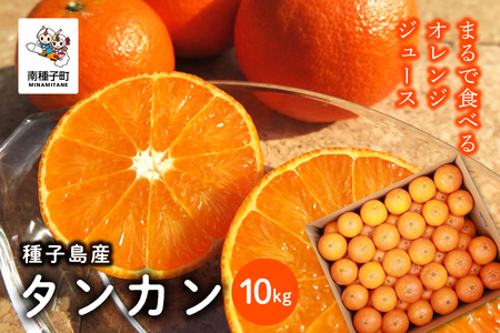 《 先行予約 》 【2026年2月中旬〜3月中旬頃順次発送】種子島産タンカン約10kg （約65玉）【南種子町果樹部会】