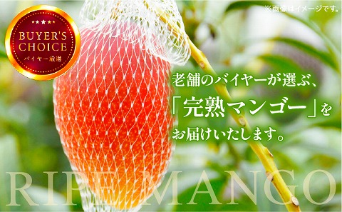 《2026年発送先行予約》【数量・期間限定】完熟マンゴー4L×2玉定期便　全4回_M153-T034