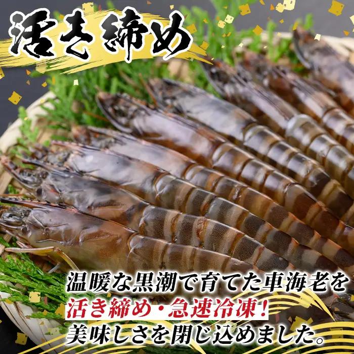 n432 車海老 ソフトシェル 3L・計300g 冷凍 海老 希少【車海老日本株式会社】